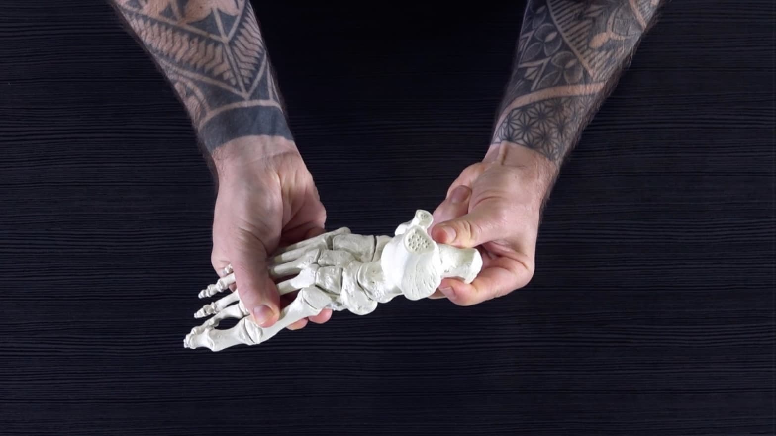 Foot skeleton model used to explain foot anatomy